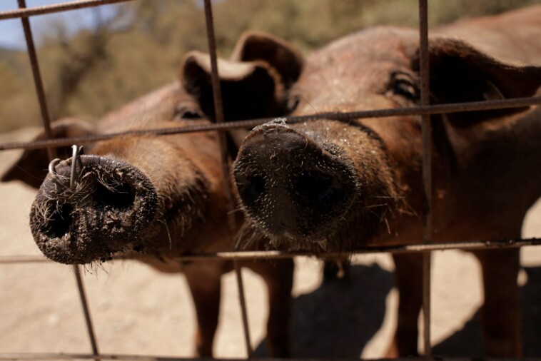 south-african-farmer,-employees-accused-of-feeding-women-to-pigs-after-decomposing-bodies-discovered-in-sty