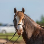 up-to-70-horses-killed-after-ingesting-possibly-tainted-feed-one-week-before-‘rodeo-of-champions’