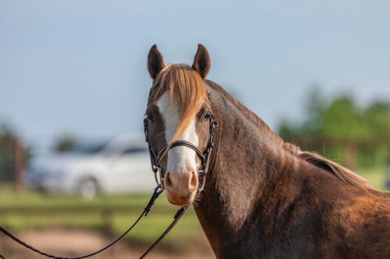 up-to-70-horses-killed-after-ingesting-possibly-tainted-feed-one-week-before-‘rodeo-of-champions’