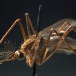 west-nile-virus-kills-2-in-new-jersey-as-death-toll-across-us-rises-to-5