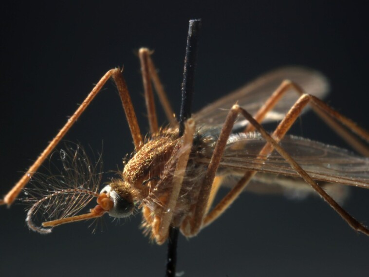 west-nile-virus-kills-2-in-new-jersey-as-death-toll-across-us-rises-to-5