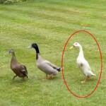 heartbroken,-us-born-noble-wants-justice-for-beloved-pet-duck-she-says-was-strangled-and-killed