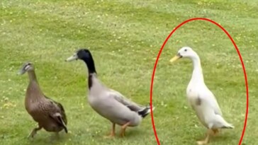 heartbroken,-us-born-noble-wants-justice-for-beloved-pet-duck-she-says-was-strangled-and-killed