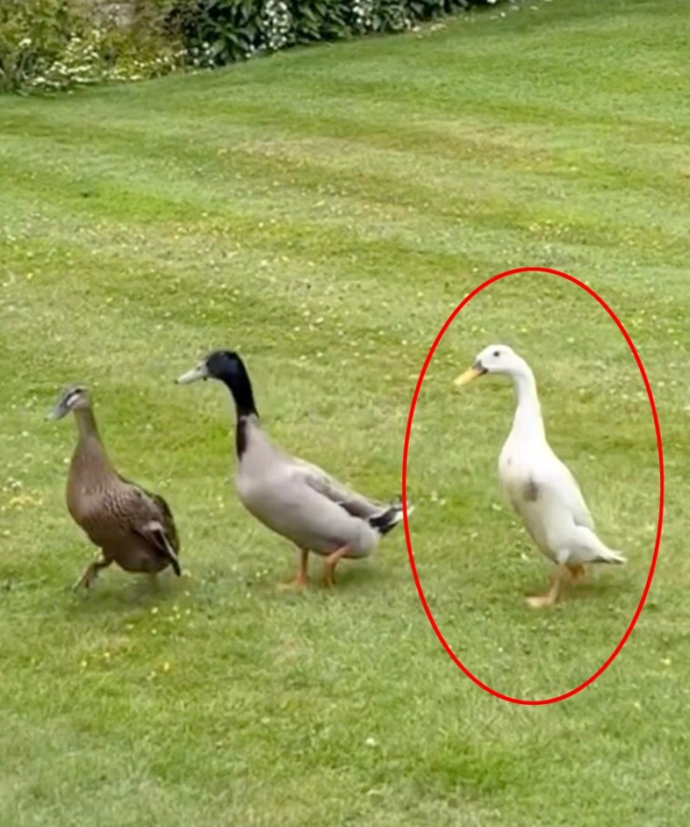 heartbroken,-us-born-noble-wants-justice-for-beloved-pet-duck-she-says-was-strangled-and-killed