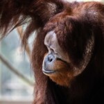 orangutan-‘cartwheels’-his-way-to-escape-from-toronto-zoo-enclosure