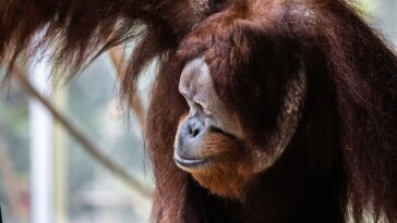 orangutan-‘cartwheels’-his-way-to-escape-from-toronto-zoo-enclosure