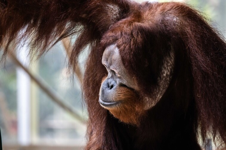 orangutan-‘cartwheels’-his-way-to-escape-from-toronto-zoo-enclosure