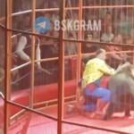 watch:-angry-bear-attacks-trainer-during-performance-in-front-of-hundreds-of-terrified-children,-parents