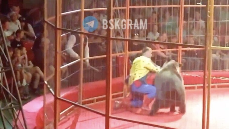 watch:-angry-bear-attacks-trainer-during-performance-in-front-of-hundreds-of-terrified-children,-parents