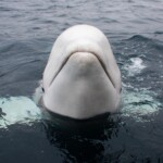 famed-beluga-whale-believed-to-be-‘russian-spy’-dies-in-norway