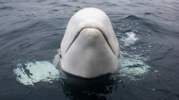 famed-beluga-whale-believed-to-be-‘russian-spy’-dies-in-norway