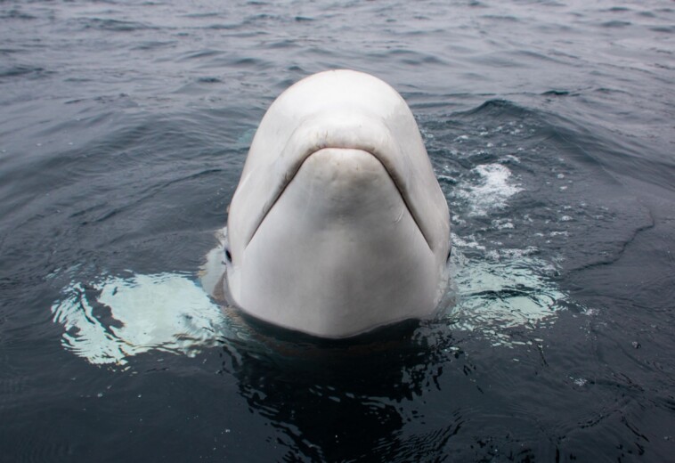 famed-beluga-whale-believed-to-be-‘russian-spy’-dies-in-norway