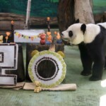 giant-panda-celebrates-her-20th-birthday-in-taiwan:-‘funny-and-cute’