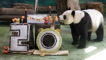 giant-panda-celebrates-her-20th-birthday-in-taiwan:-‘funny-and-cute’