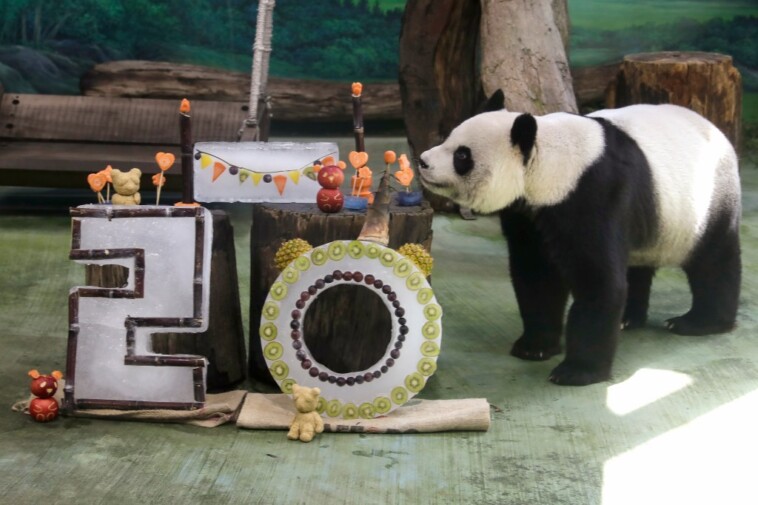 giant-panda-celebrates-her-20th-birthday-in-taiwan:-‘funny-and-cute’