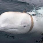 russian-‘spy’-beluga-whale-found-dead-had-multiple-bullet-wounds