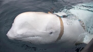 russian-‘spy’-beluga-whale-found-dead-had-multiple-bullet-wounds