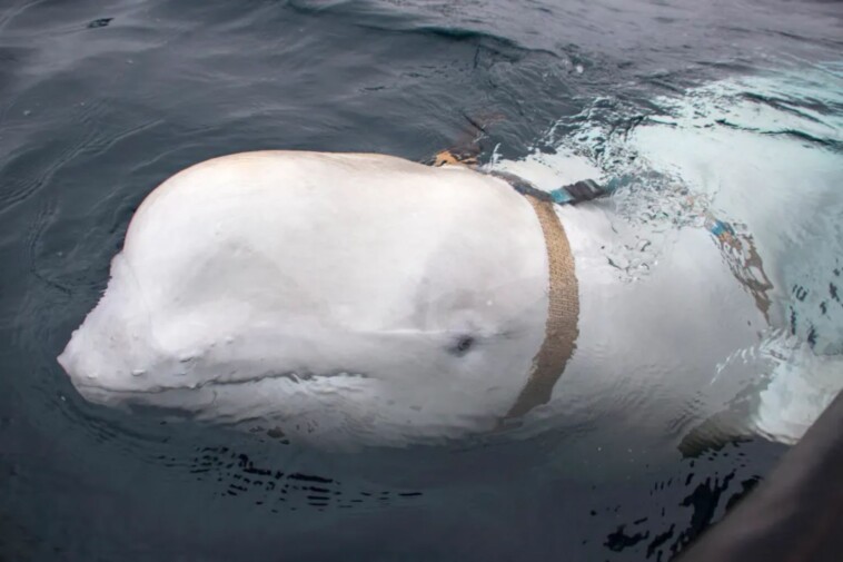 russian-‘spy’-beluga-whale-found-dead-had-multiple-bullet-wounds