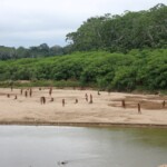 world’s-largest-isolated-tribe-kills-two-loggers-with-arrows-in-amazon-forest