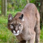 california-dad-fights-off-mountain-lion-that-dragged-5-year-old-son-by-the-head