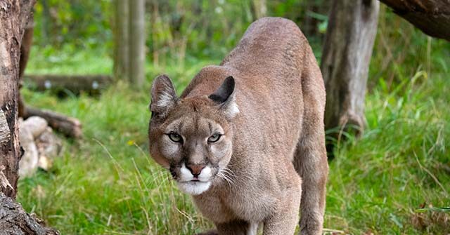 california-dad-fights-off-mountain-lion-that-dragged-5-year-old-son-by-the-head