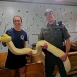 13-foot-burmese-python-relocated-to-ny-zoo-after-owner-admitted-it-was-getting-too-big-to-handle