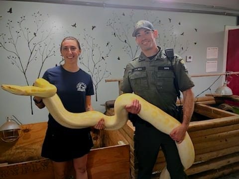 13-foot-burmese-python-relocated-to-ny-zoo-after-owner-admitted-it-was-getting-too-big-to-handle