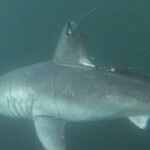 researchers-shocked-after-pregnant-8-foot-shark-is-eaten-by-mysterious-predator