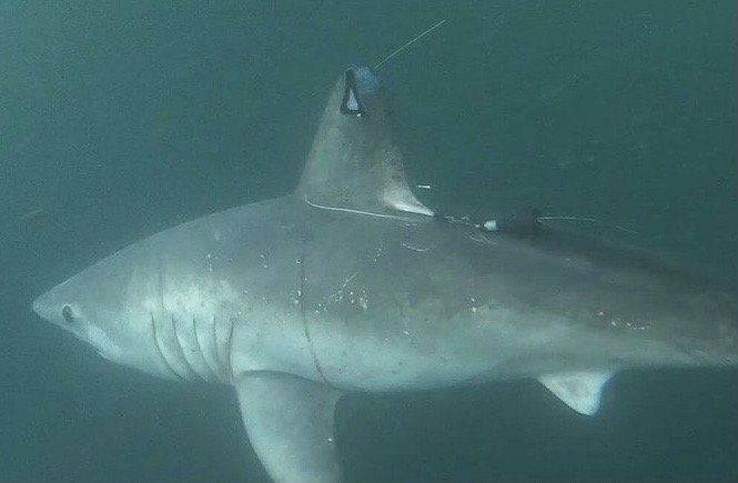 researchers-shocked-after-pregnant-8-foot-shark-is-eaten-by-mysterious-predator