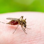 vermont-adds-to-list-of-towns-at-‘high-risk’-for-triple-e-viral-infection