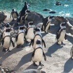 maryland-zoo’s-prolific-penguin-dad-dies,-leaving-behind-partner-—-and-230-descendants