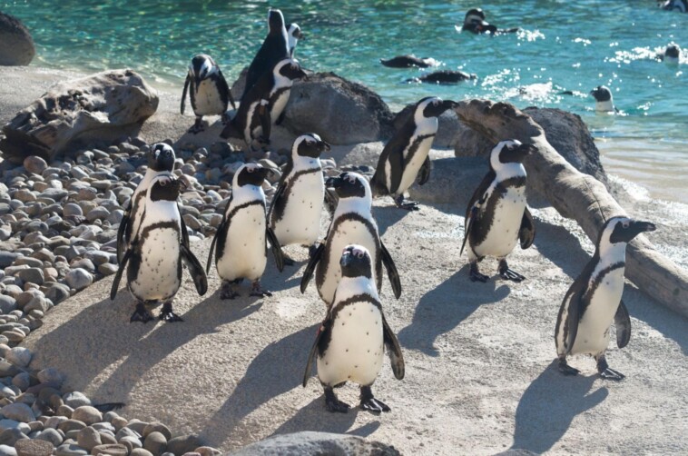 maryland-zoo’s-prolific-penguin-dad-dies,-leaving-behind-partner-—-and-230-descendants