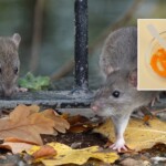 ingredient-found-in-doritos-turns-mouse’s-skin-transparent,-may-have-medical-applications