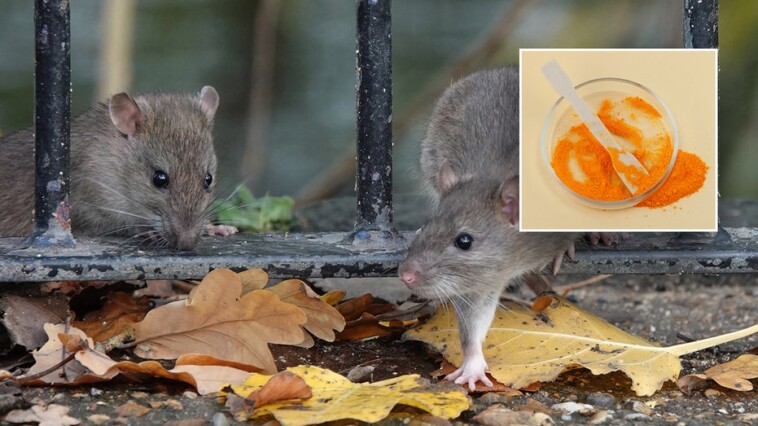 ingredient-found-in-doritos-turns-mouse’s-skin-transparent,-may-have-medical-applications