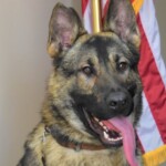 missouri-police-officer-charged-in-the-death-of-his-k-9-partner