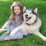 7-year-old-girl-steals-neighbor’s-husky,-replaces-him-with-stuffed-animal-replica