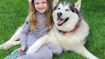 7-year-old-girl-steals-neighbor’s-husky,-replaces-him-with-stuffed-animal-replica