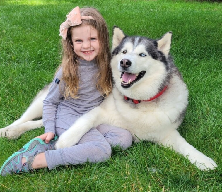 7-year-old-girl-steals-neighbor’s-husky,-replaces-him-with-stuffed-animal-replica