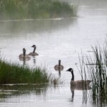 new-police-call-audio-from-springfield,-ohio,-appears-to-confirm-haitian-goose-story