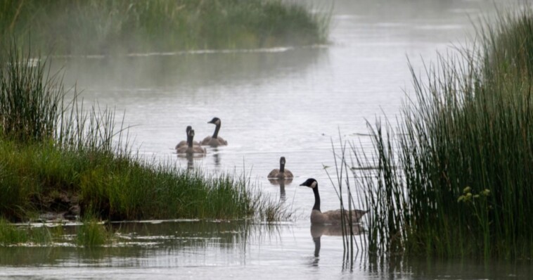 new-police-call-audio-from-springfield,-ohio,-appears-to-confirm-haitian-goose-story