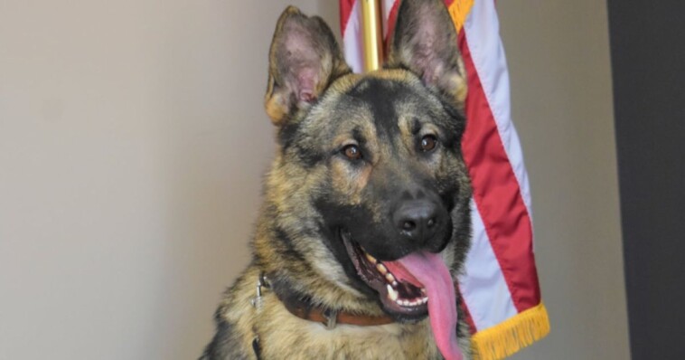 missouri-police-officer-charged-in-the-death-of-his-k-9-partner