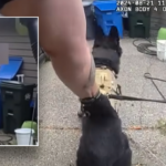 bodycam-footage-shows-k-9-ending-bizarre-pursuit-involving-naked-suspect:-‘good-boy’