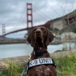 this-floppy-eared-pooch-named-tsa’s-cutest-bomb-sniffing-dog:-‘barni-is-a-very-special-canine’