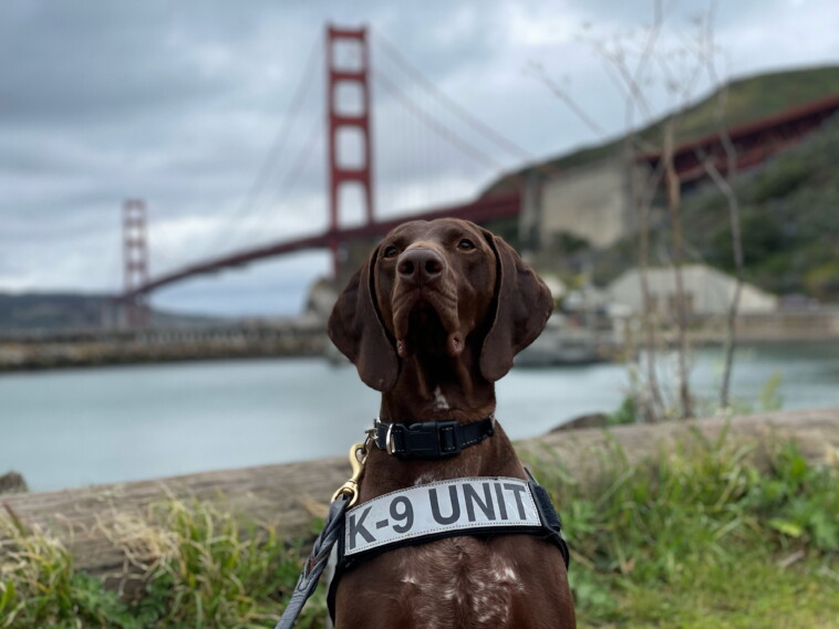 this-floppy-eared-pooch-named-tsa’s-cutest-bomb-sniffing-dog:-‘barni-is-a-very-special-canine’