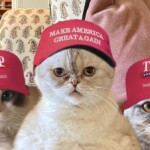 taylor-swift’s-cats-endorse-trump