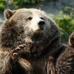 hiker-mauled-by-bear,-hospitalized-with-‘extensive’-injuries:-official