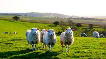 king-charles-accepting-applications-for-shepherd-to-look-after-2,000-royal-sheep