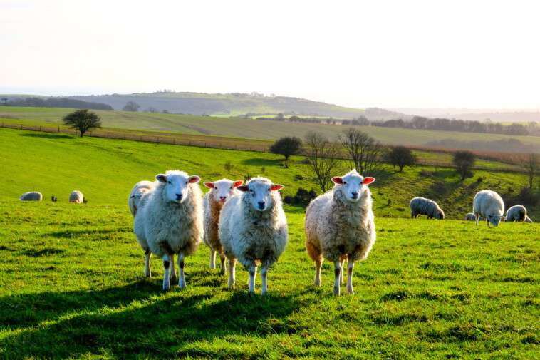 king-charles-accepting-applications-for-shepherd-to-look-after-2,000-royal-sheep