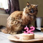 world’s-oldest-cat-dead-at-33:-‘we-had-our-time-together’