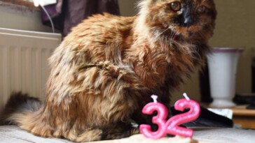 world’s-oldest-cat-dead-at-33:-‘we-had-our-time-together’